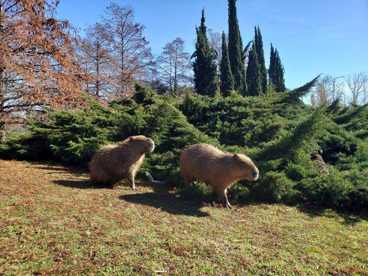 aunque-se-ha-normalizado-la___xqTZZPL2k_720x0__1