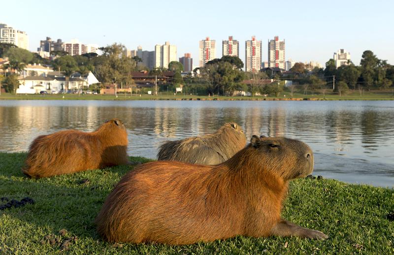 capibaras2