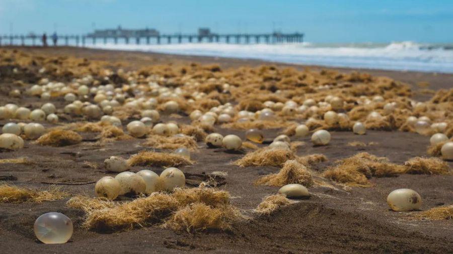 organismos-aparecieron-en-las-playas-de-pinamar-1484892