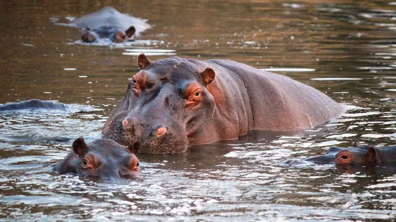 Hipopotamos-Pablo-Escobar-amenaza-ambiental-alertan-cientificos
