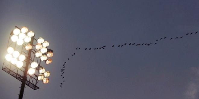 Luces-y-las-aves-660x330