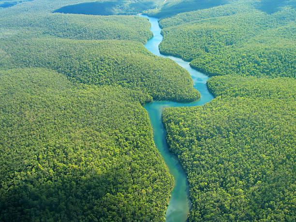 Amazonía: curiosidades del bosque tropical más grande del planeta
